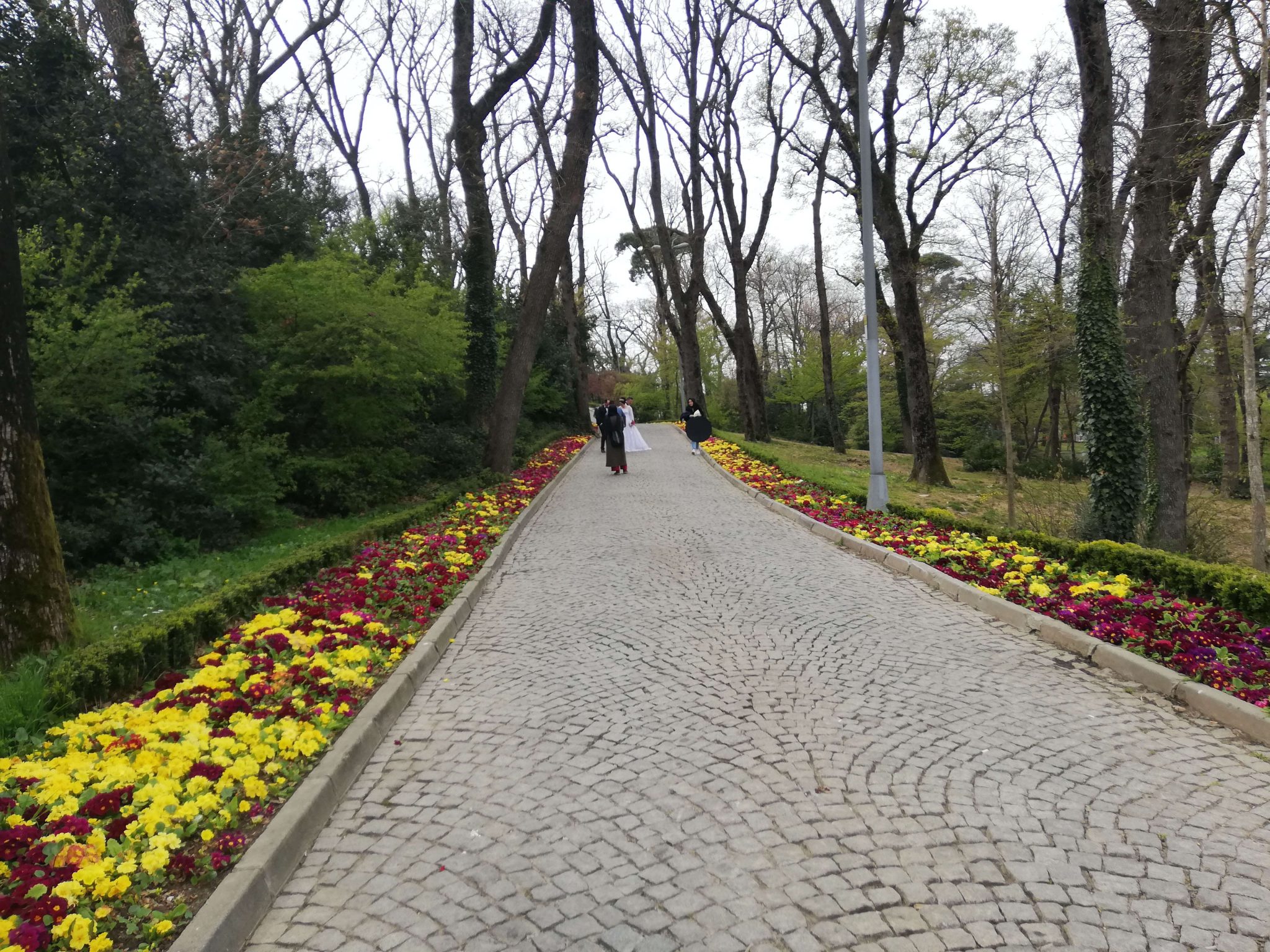 Küçük Çamlıca Grove